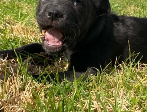Mocha