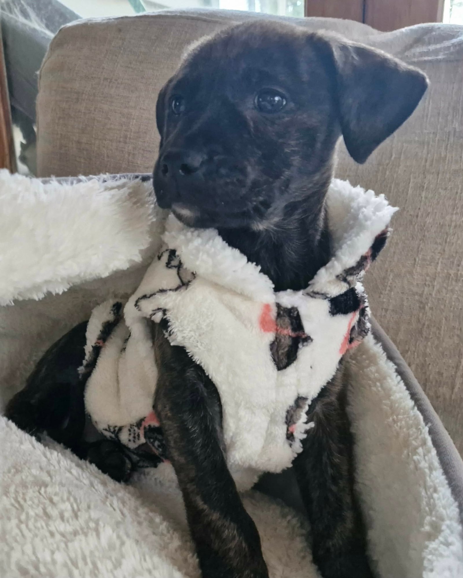 Pickles2