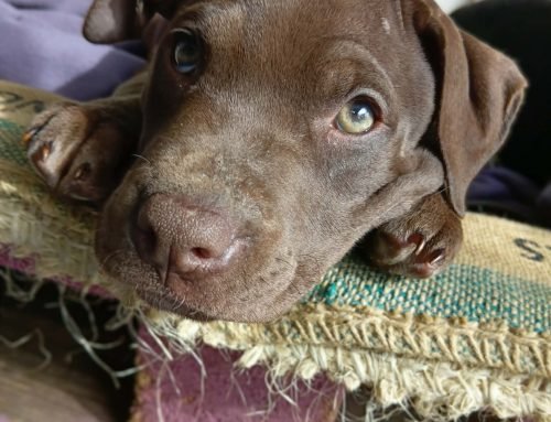 Roxy