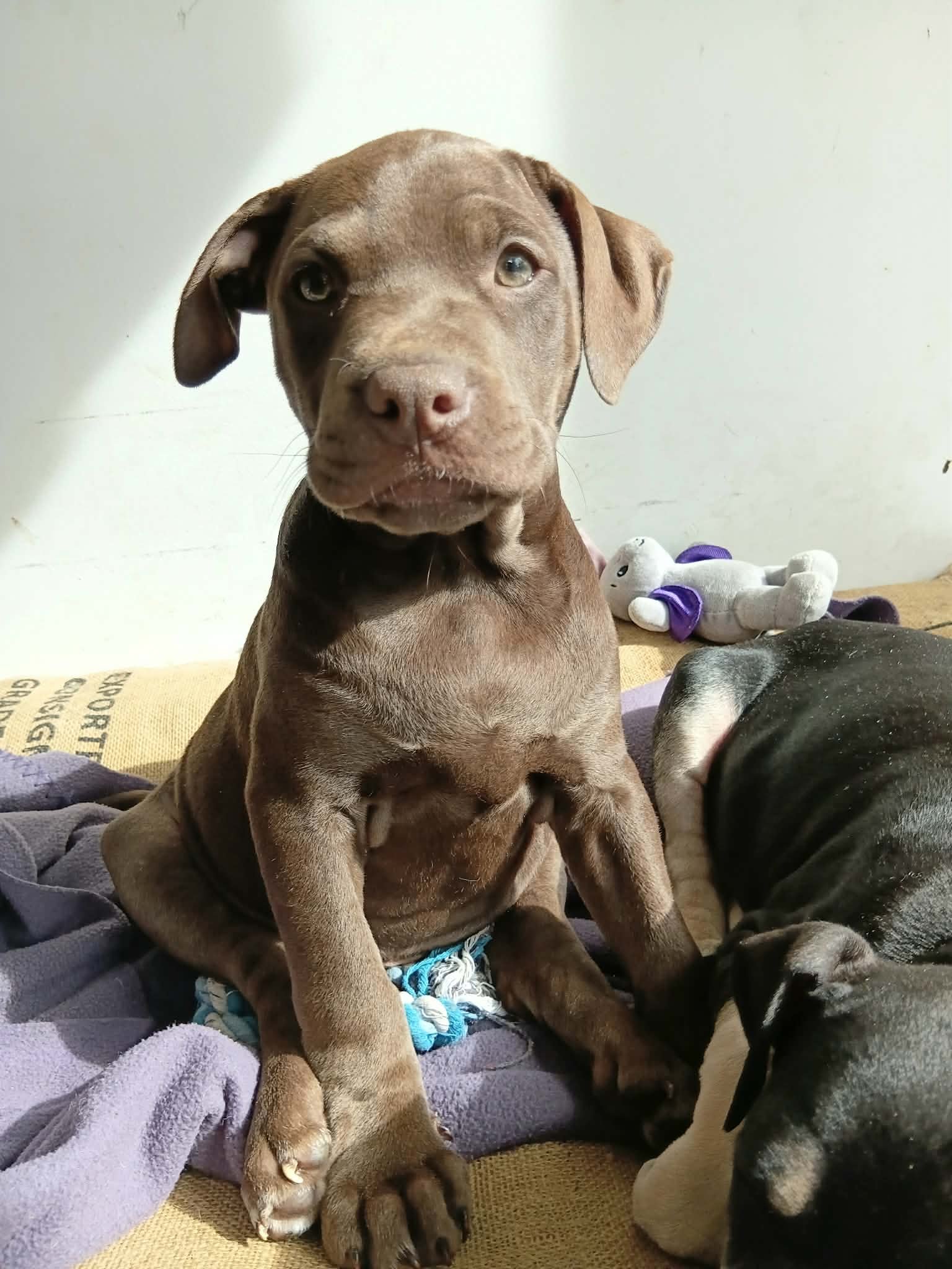 Roxy1