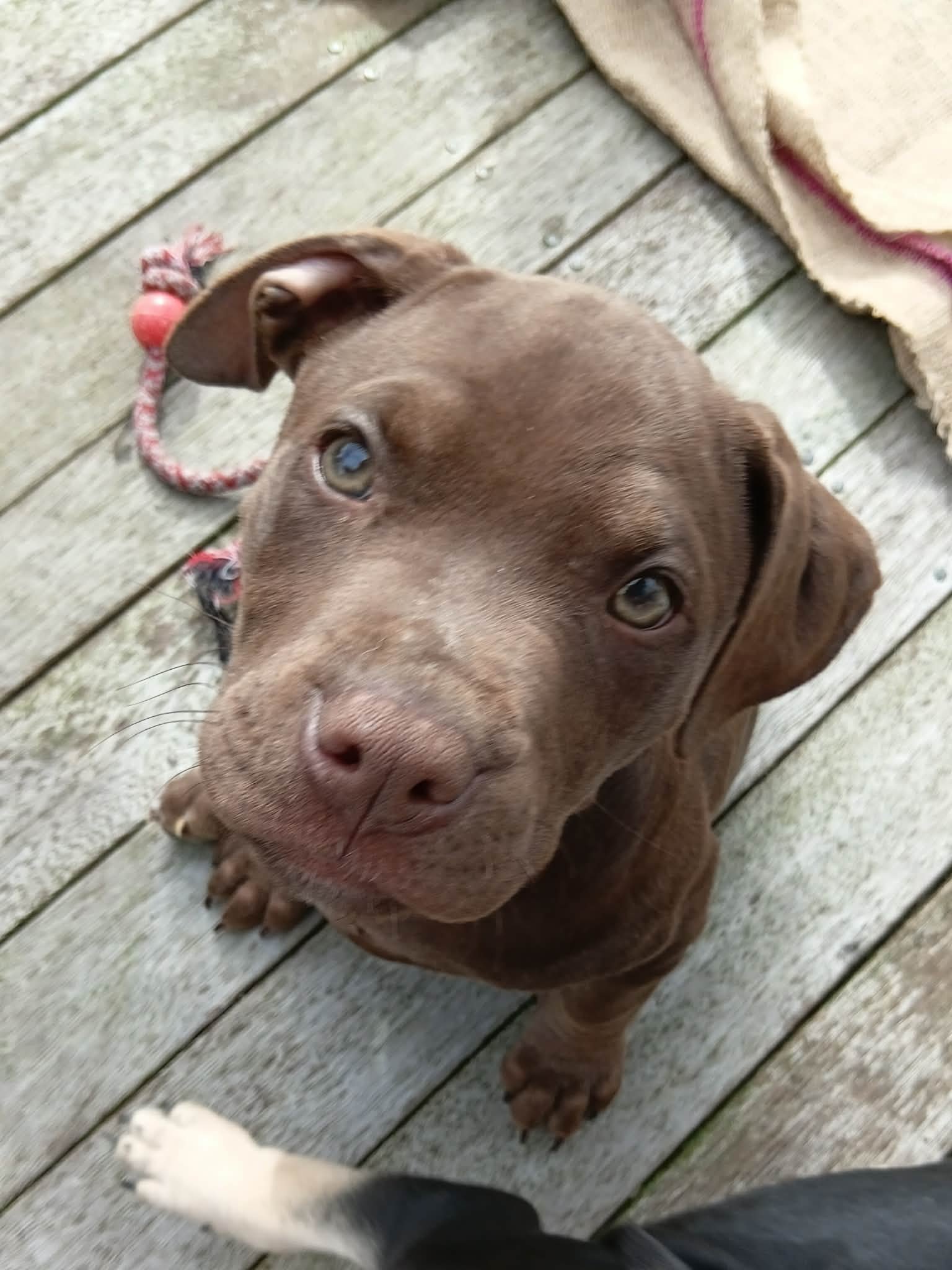 Roxy2