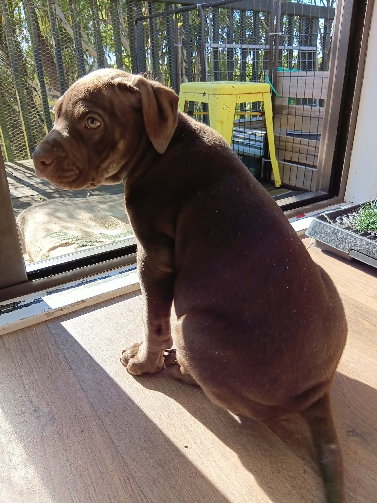 Roxy4