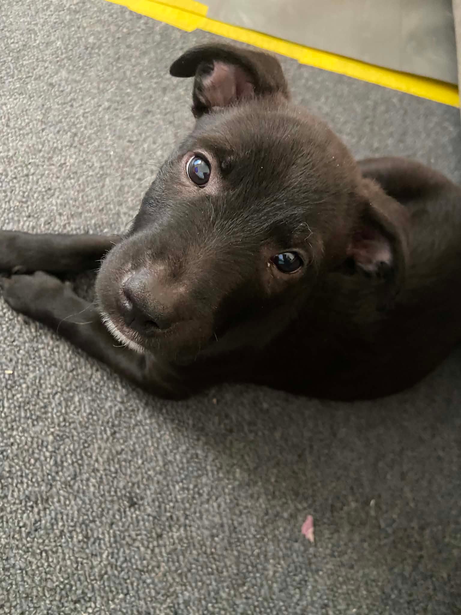 Vinnie1