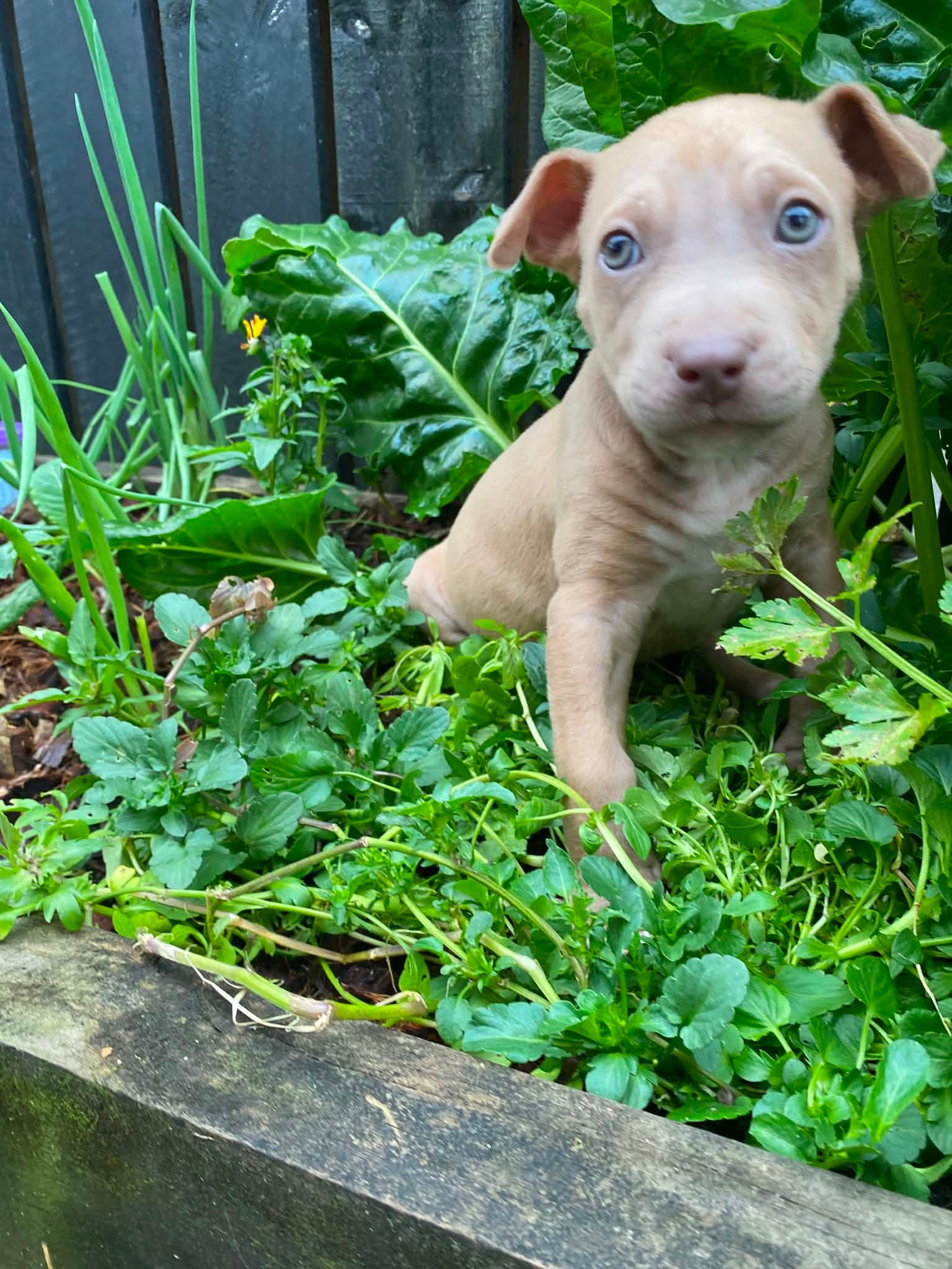 Zeke
