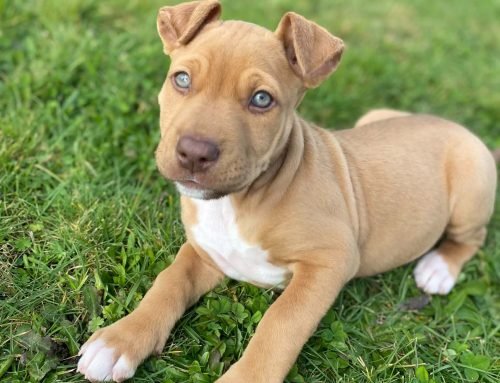 Ziva