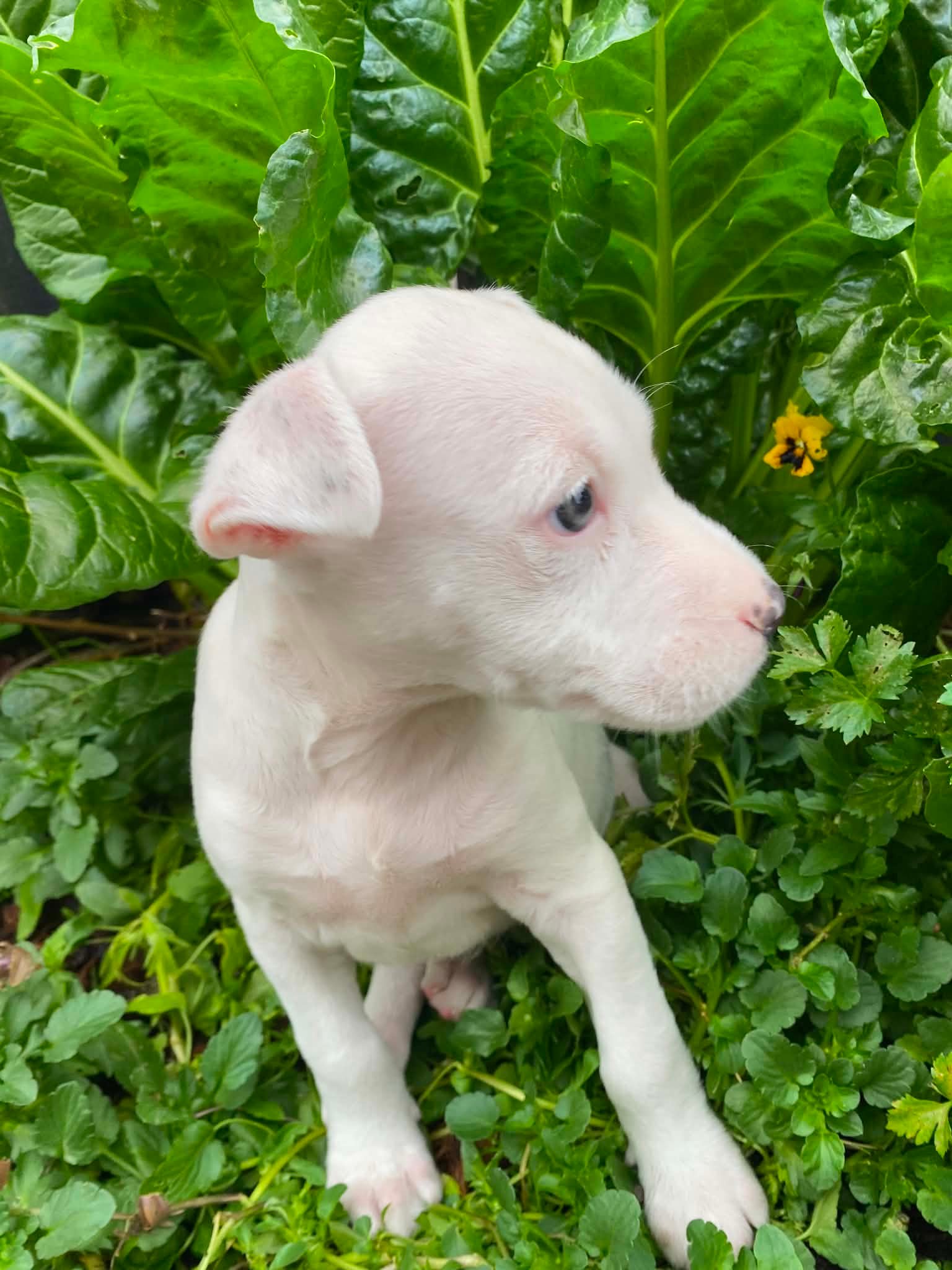 Zsa ZSa4