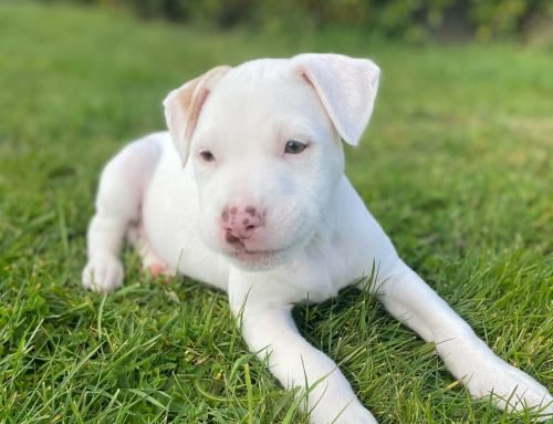 Zuri