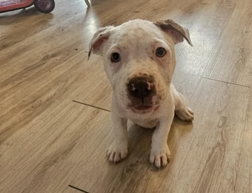 Stella