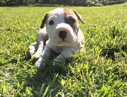Archie