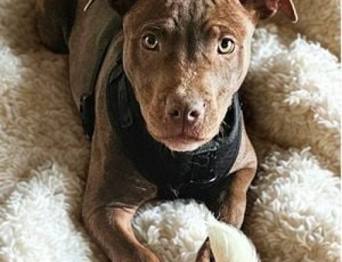 Nova