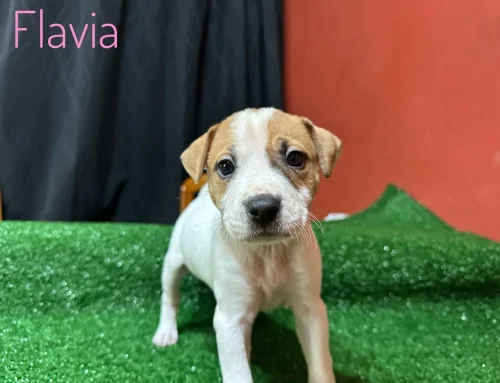 Flavia