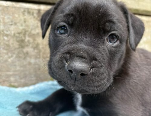 Bruno