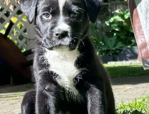 Bella
