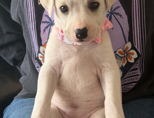 Evie