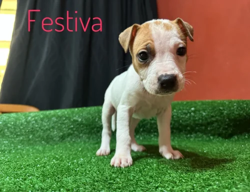 Festiva