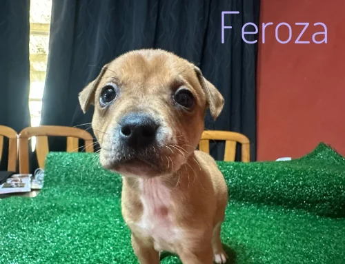 Feroza