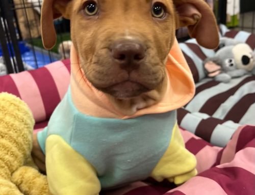Dobby