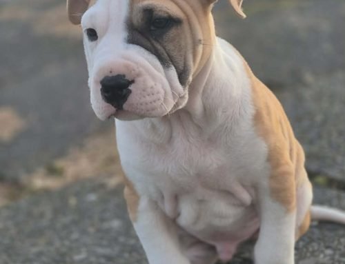 Archie