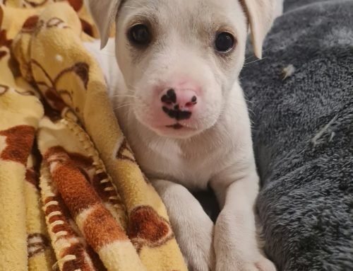 Elsa