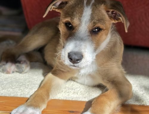 Chico